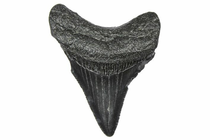 Serrated, Juvenile Megalodon Tooth - South Carolina #360925